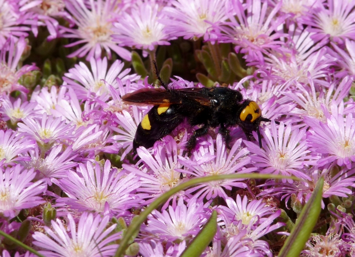 Megascolia maculata flavifrons sui fiori del giardino